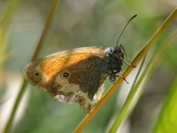 Coenonympha arcaica?